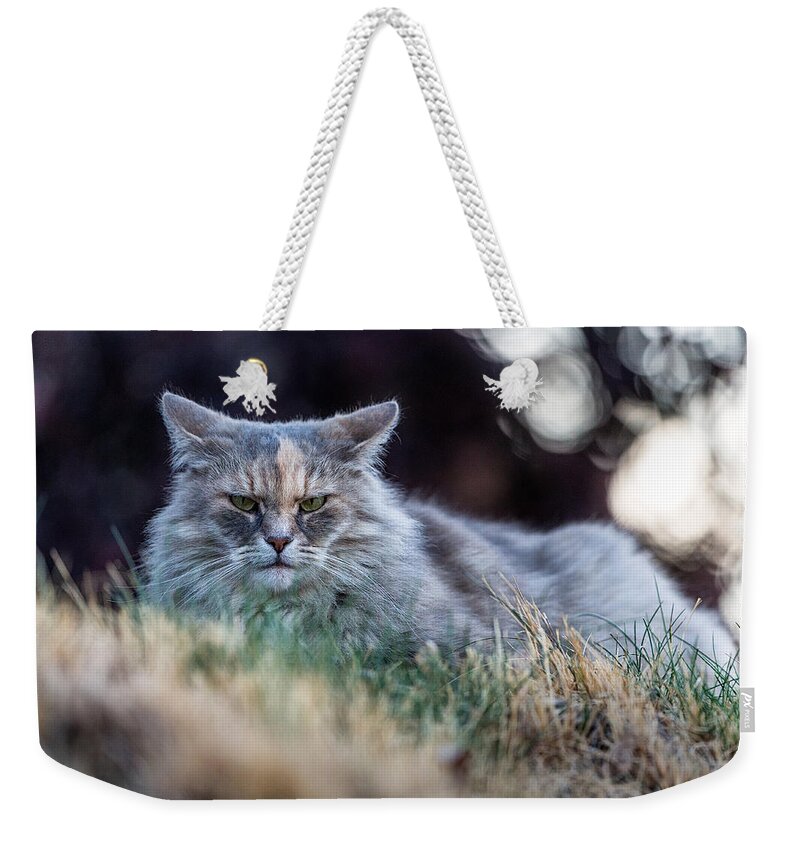 Cat Weekender Tote Bag featuring the photograph Disturbed Cat - Grace by Everet Regal