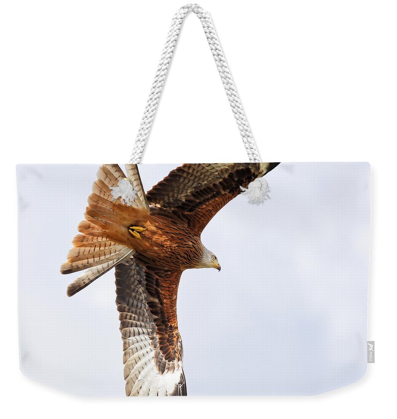  Accipitridae Weekender Tote Bag featuring the photograph Diving bird of prey by Grant Glendinning
