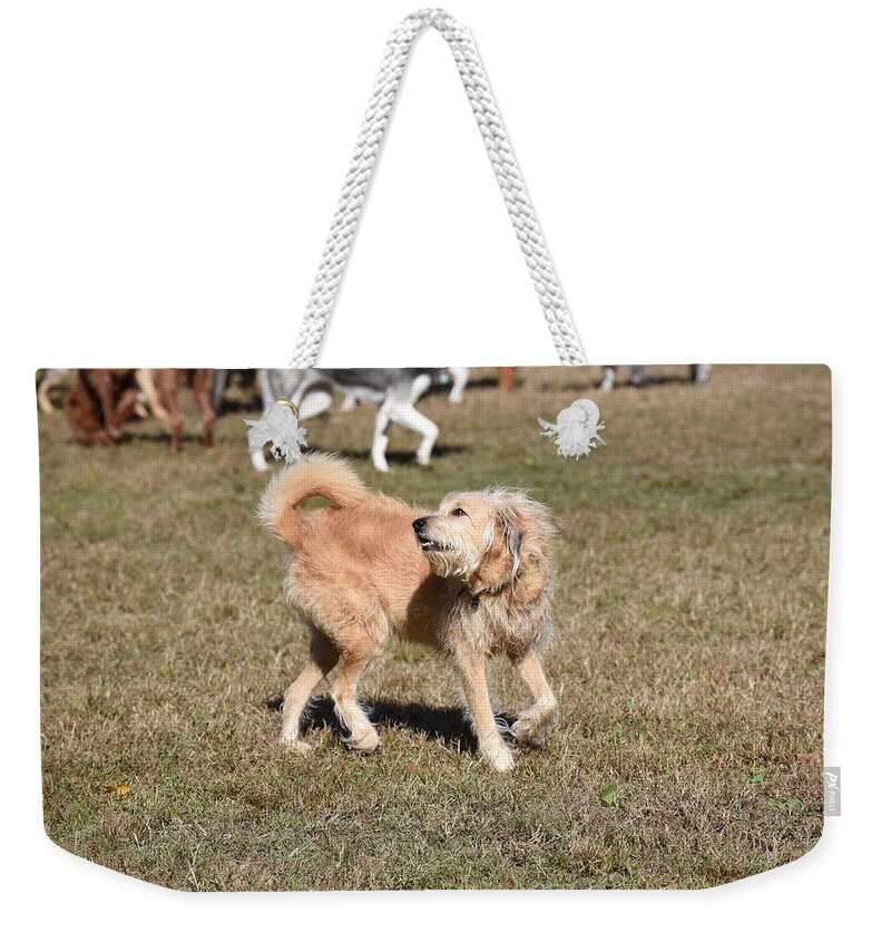 Dog Canvas Prints Weekender Tote Bag featuring the photograph Dog 361 by Joyce StJames