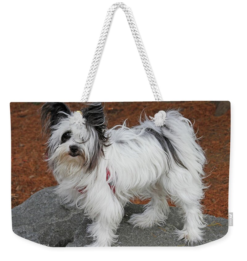 Dog At The Port Of Olympia Weekender Tote Bag featuring the photograph Dog At The Port Of Olympia by Tom Janca