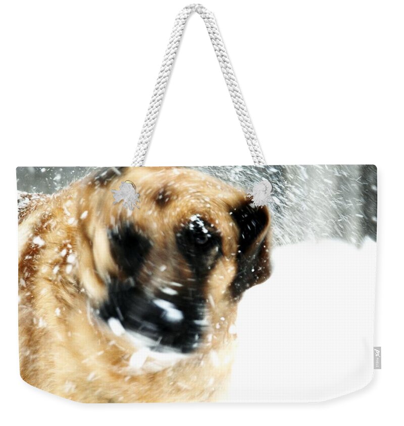 Animals Weekender Tote Bag featuring the photograph Dog Blizzard - German Shepherd by Angie Tirado