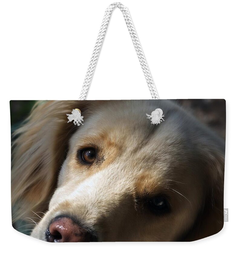 Frankjcasella Weekender Tote Bag featuring the photograph Dog Eyes by Frank J Casella