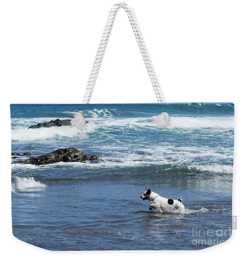 Dog Weekender Tote Bag featuring the photograph Dog Getting Fun by Anastasy Yarmolovich
