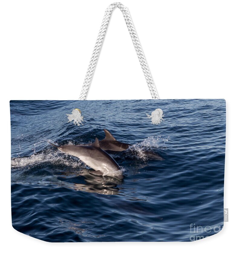 Dolphins Weekender Tote Bag featuring the photograph Dolphins Playing In The Wake by Suzanne Luft