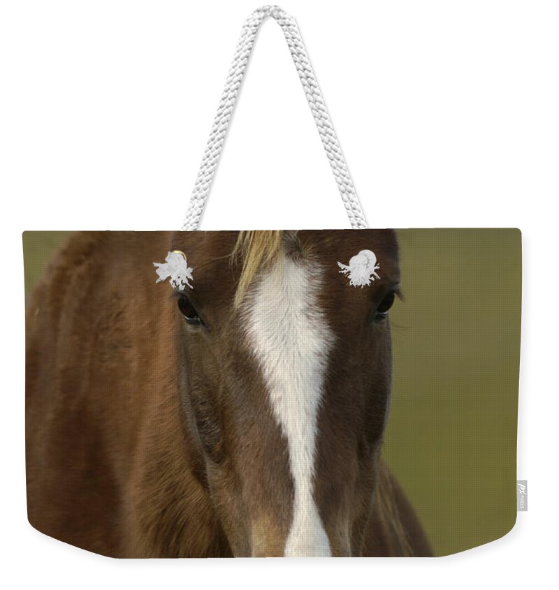 00216806 Weekender Tote Bag featuring the photograph Domestic Horse Portrait by Pete Oxford