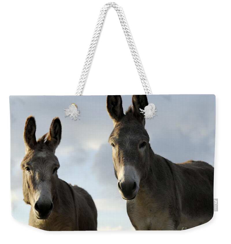Donkeys Weekender Tote Bag featuring the photograph Donkeys #599 by Carien Schippers