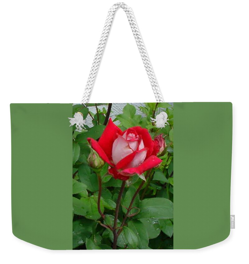 Flower Weekender Tote Bag featuring the photograph Double Delight Hybrid Tea Rose by Jay Milo