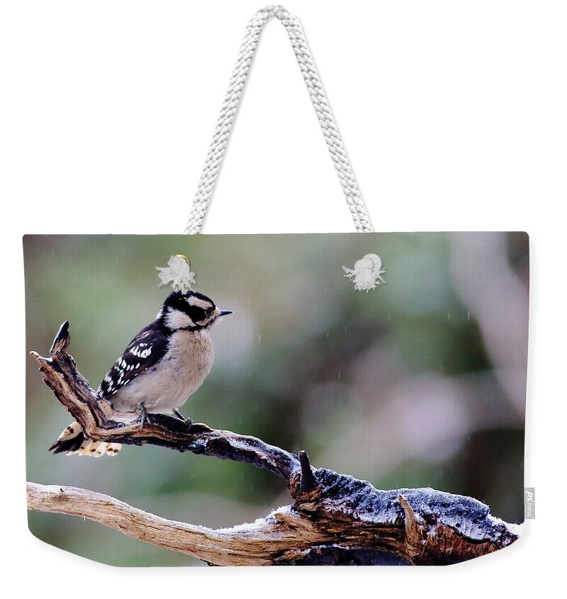 Downy Woodpecker Weekender Tote Bag featuring the photograph Downy Woodpecker With Snow by Daniel Reed