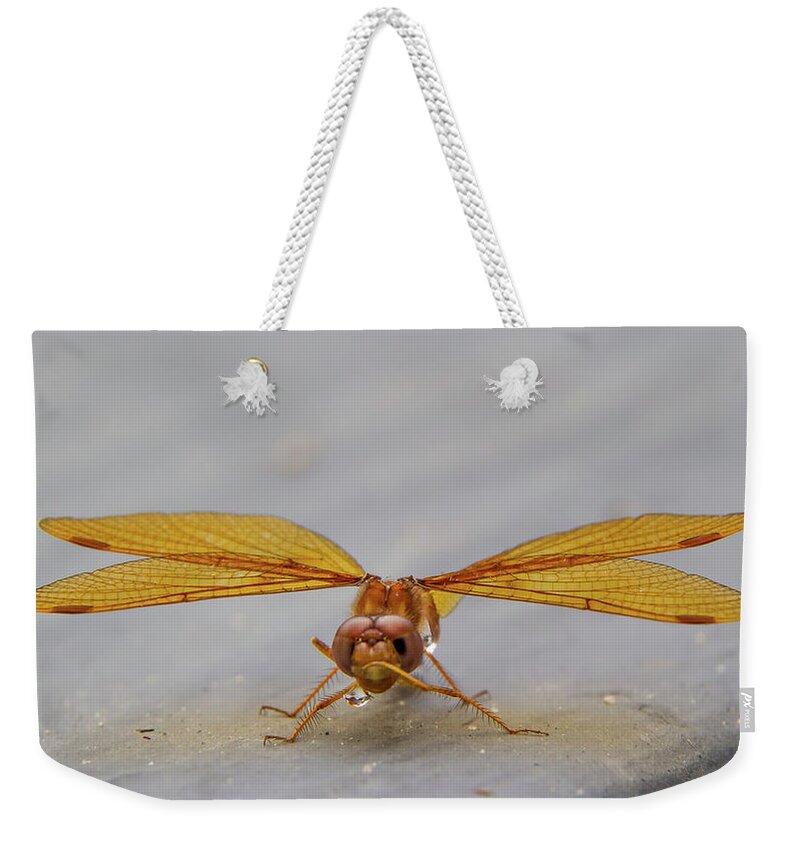 Insect Weekender Tote Bag featuring the photograph Dragon Fly Hanging Around by Darryl Hendricks