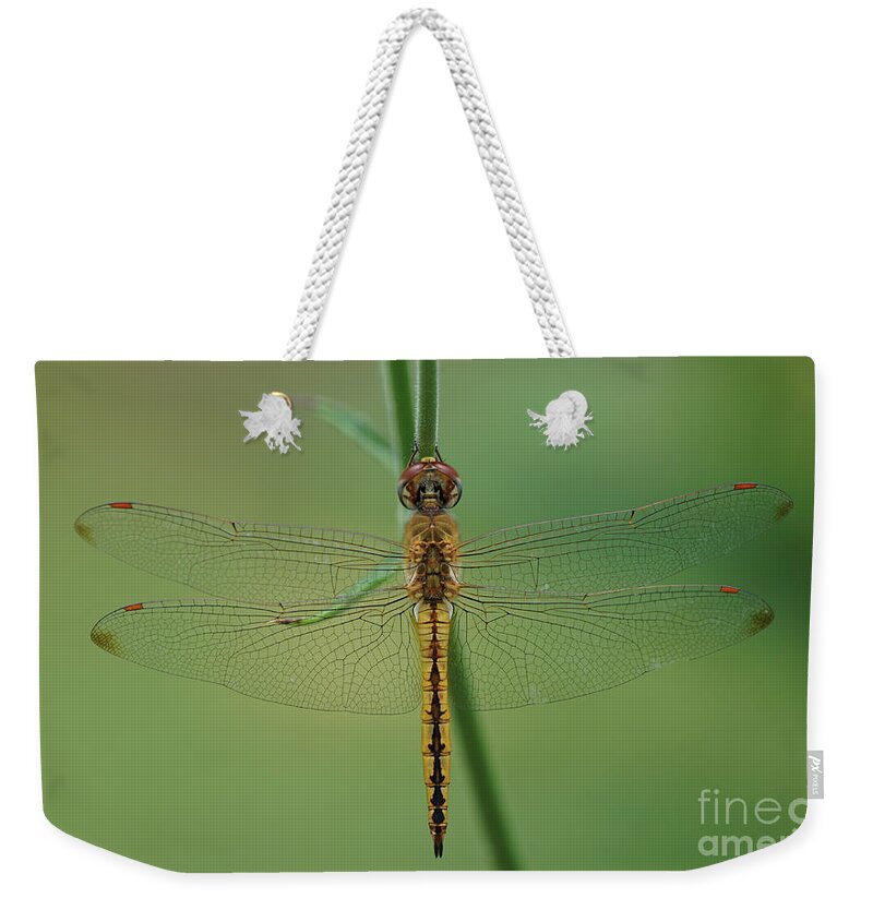 Dragonfly Weekender Tote Bag featuring the photograph Dragonfly Gold by Robert E Alter Reflections of Infinity