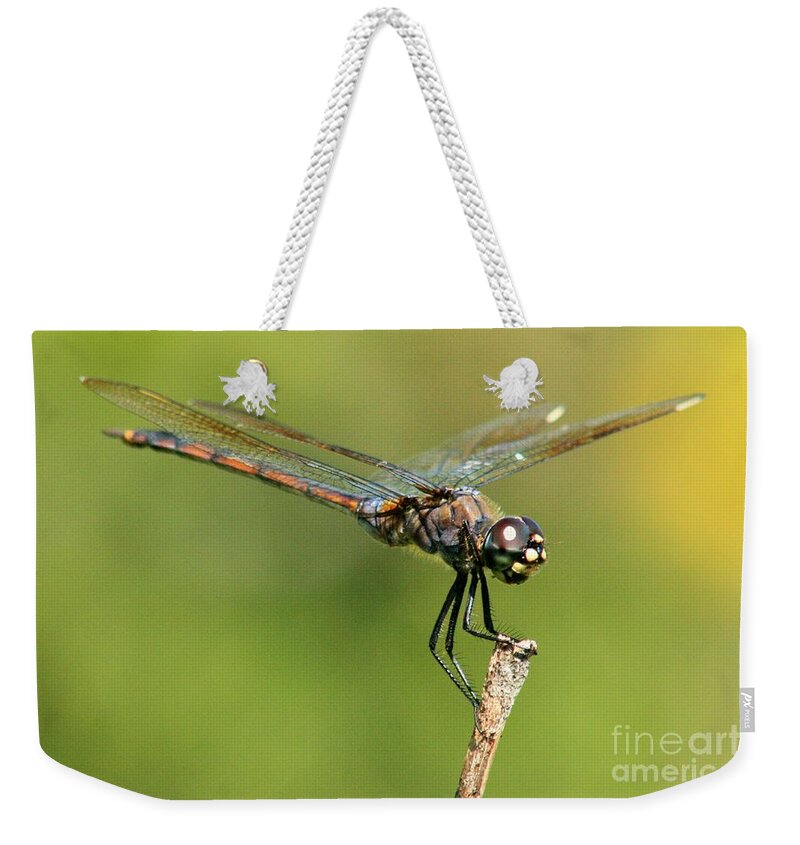 Dragonfly Weekender Tote Bag featuring the photograph Dragonfly on a Stick by Robert Wilder Jr