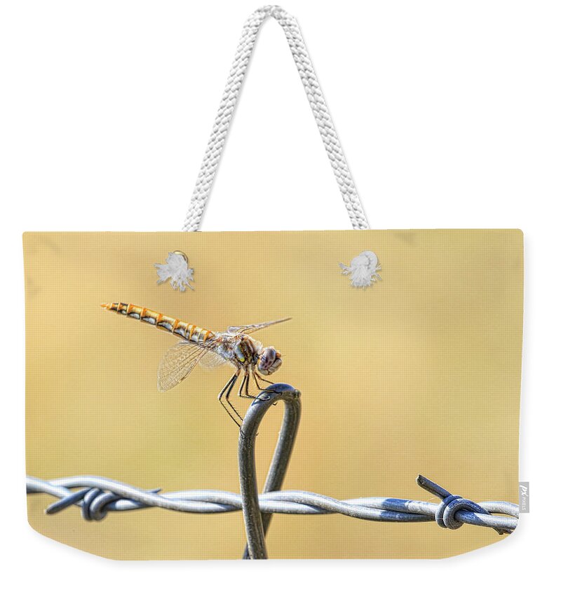 Dragonfly Weekender Tote Bag featuring the photograph Dragonfly on Barbed Wire by Steve McKinzie