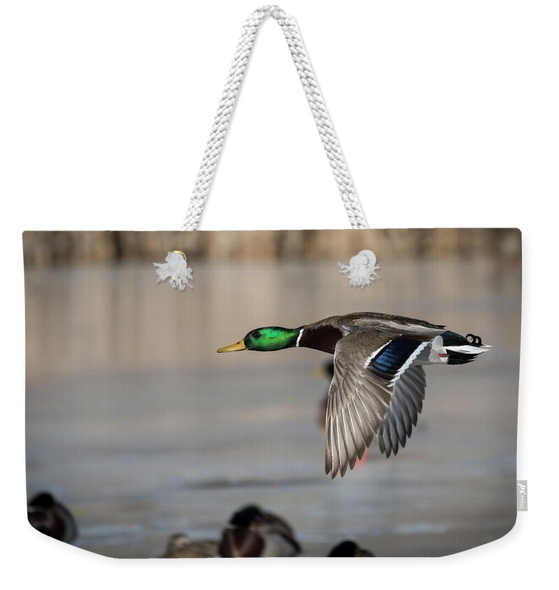 Mallard Drake Duck Weekender Tote Bag featuring the photograph Drake Mallard 2018-2 by Thomas Young