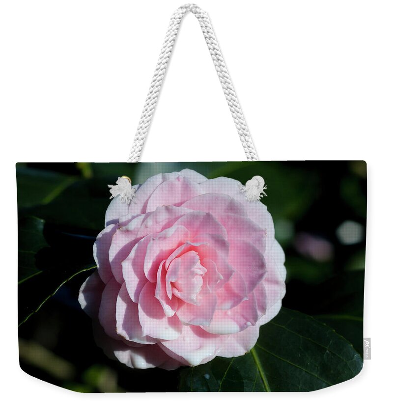 Nature Weekender Tote Bag featuring the photograph Dripping camellia 1 by Helga Novelli