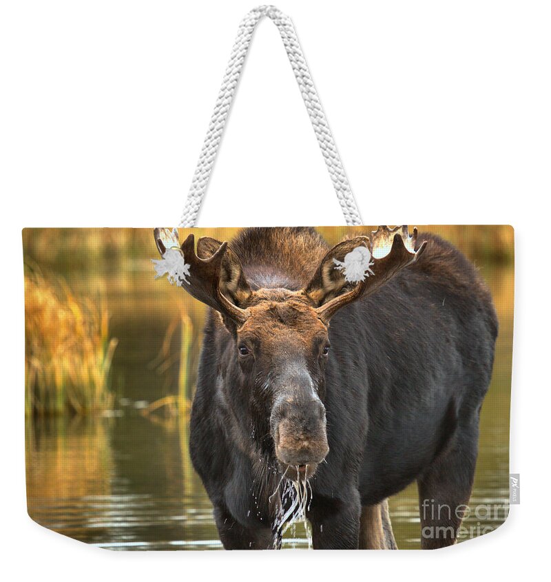 Moose Face Weekender Tote Bag featuring the photograph Drooling Moose by Adam Jewell