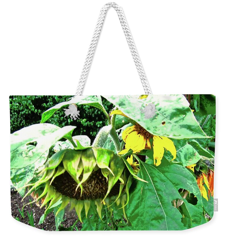 Sunflowers Weekender Tote Bag featuring the photograph Drooping Sunflowers by Stephanie Moore