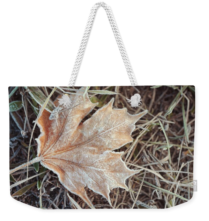 Jenny Rainbow Fine Art Photography Weekender Tote Bag featuring the photograph Dry Frosted Maple Leaf by Jenny Rainbow
