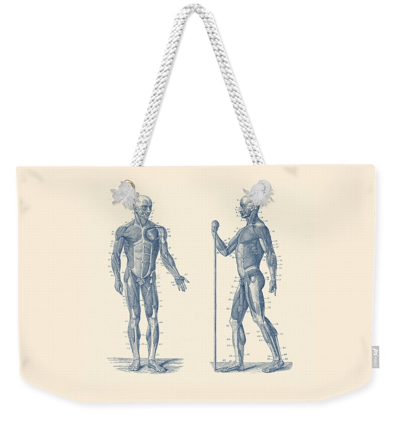 Muscles Weekender Tote Bag featuring the drawing Dual View Human Muscle System - Vintage Anatomy by Vintage Anatomy Prints