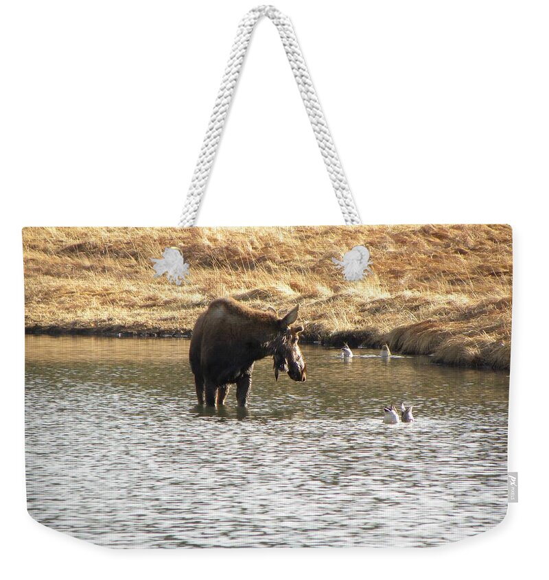 Animal Weekender Tote Bag featuring the photograph Ducks - Moose Rollinsville CO by Margarethe Binkley