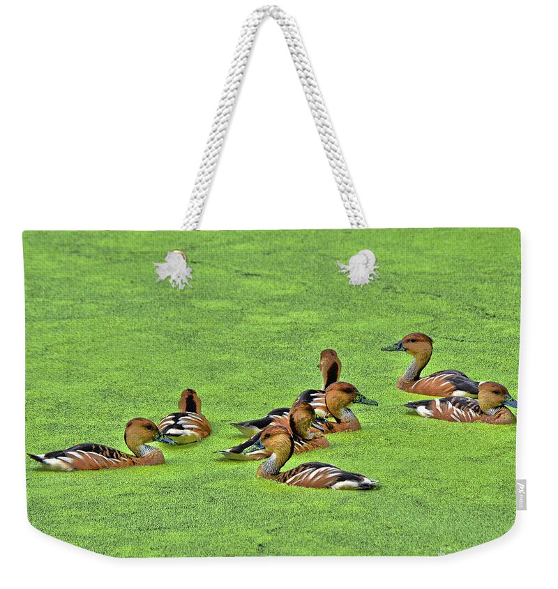 Duck Weekender Tote Bag featuring the photograph Duck Weed club by Spade Photo