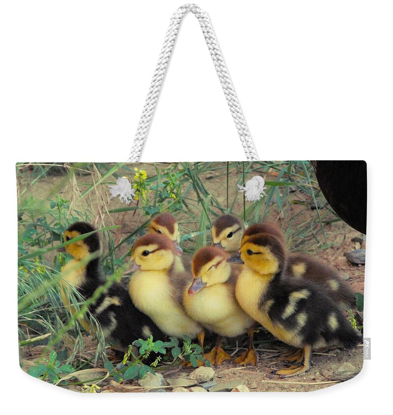 Nature Weekender Tote Bag featuring the photograph Ducklings by Kae Cheatham