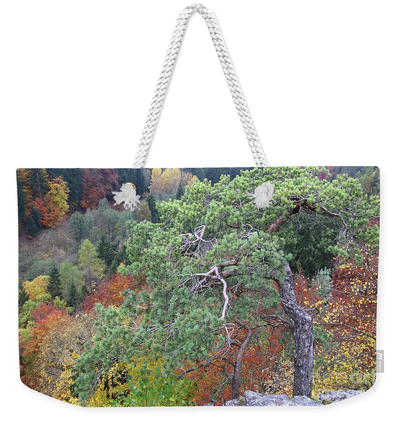 Pine Weekender Tote Bag featuring the photograph Dwarf pine trees over the autumn forest by Michal Boubin