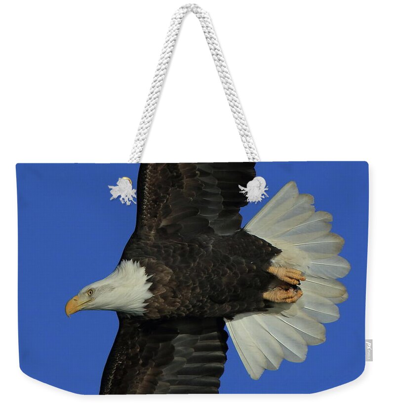 Eagle Weekender Tote Bag featuring the photograph Eagle Flying Closeup by Coby Cooper