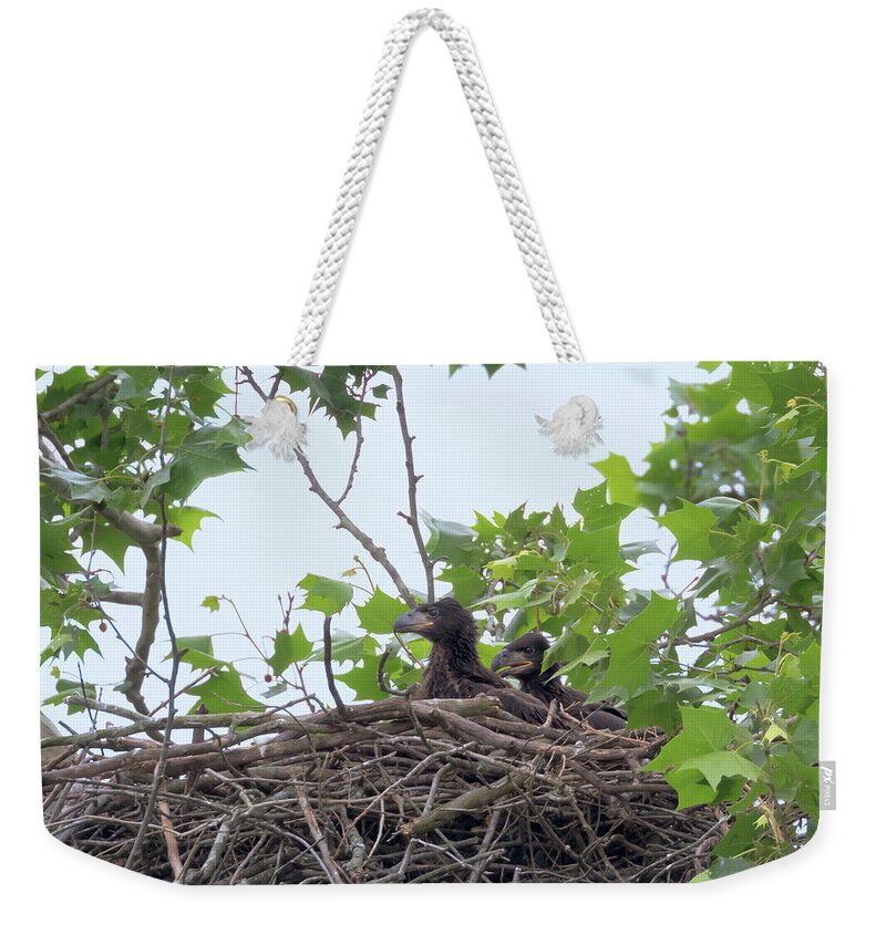 Bald Eagle Weekender Tote Bag featuring the photograph Eaglets in the Nest 5 by Susan Rissi Tregoning