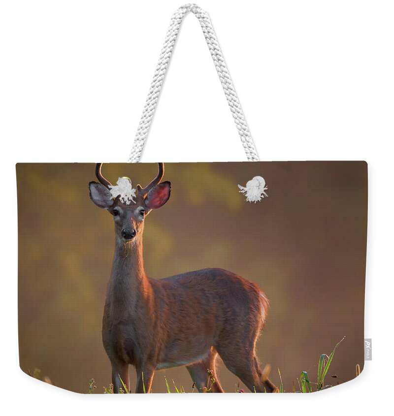 Buck Weekender Tote Bag featuring the photograph Early Buck by Bill Wakeley