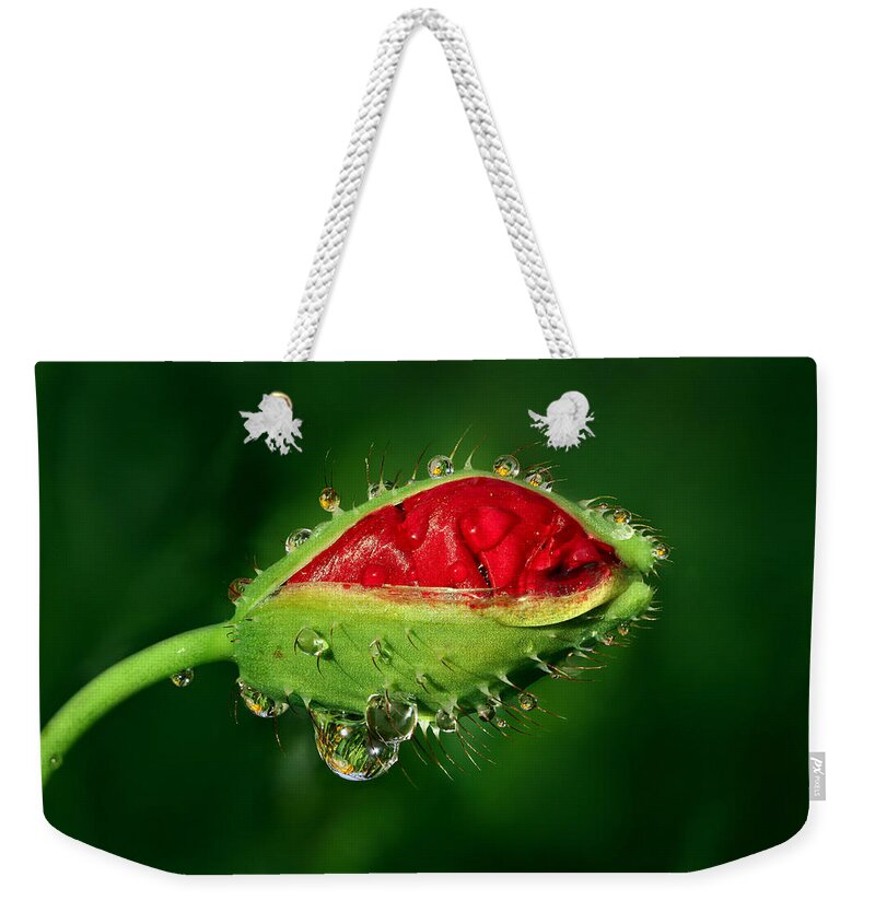 Poppy Weekender Tote Bag featuring the photograph Early Morning Poppy by Yuri Peress