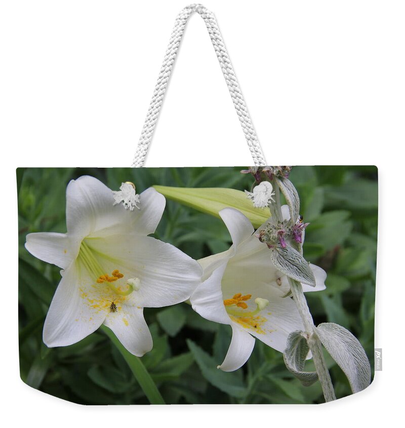 Flower Weekender Tote Bag featuring the photograph Easter Lily by Allen Nice-Webb