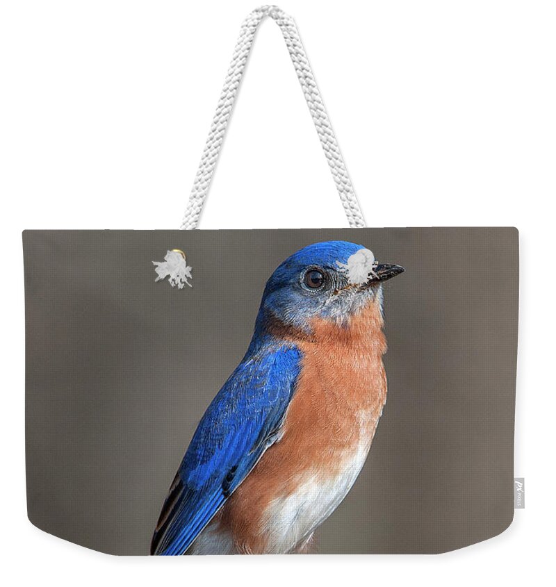 Nature Weekender Tote Bag featuring the photograph Eastern Bluebird DSB0291 by Gerry Gantt