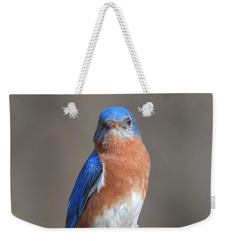 Nature Weekender Tote Bag featuring the photograph Eastern Bluebird DSB0300 by Gerry Gantt