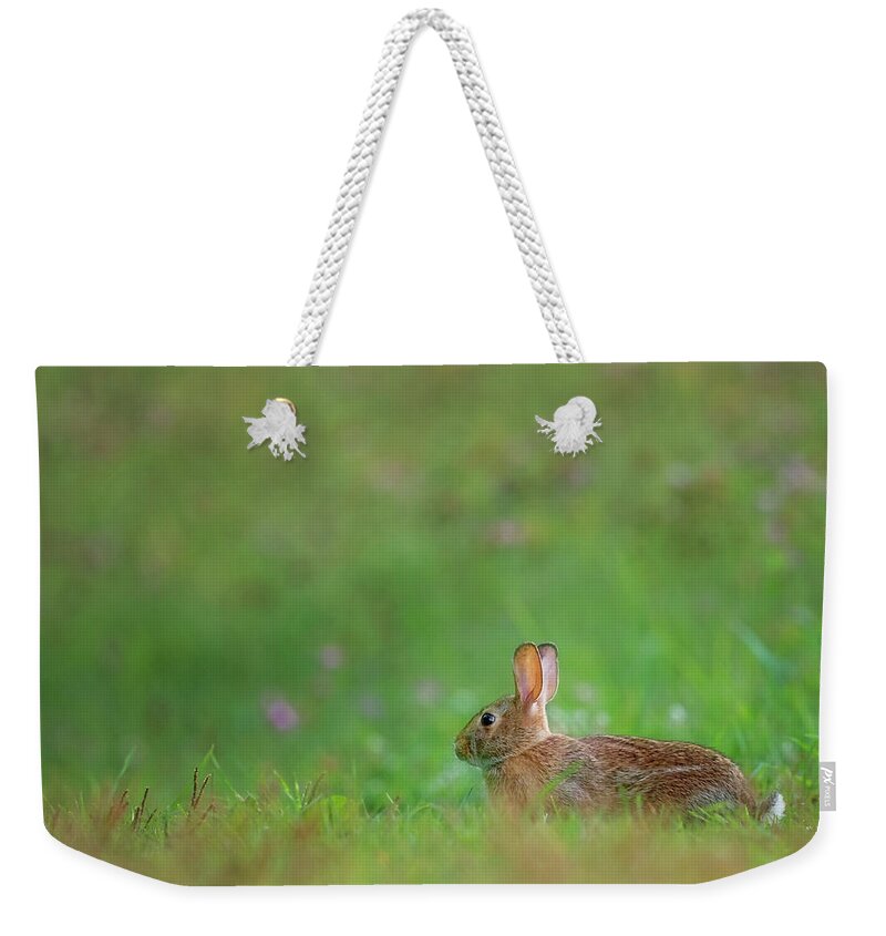 Rabbit Weekender Tote Bag featuring the photograph Eastern Cottontail 2016 by Bill Wakeley