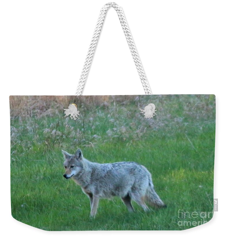 Coyote Weekender Tote Bag featuring the photograph Eastern Coyote in Meadow  by Neal Eslinger