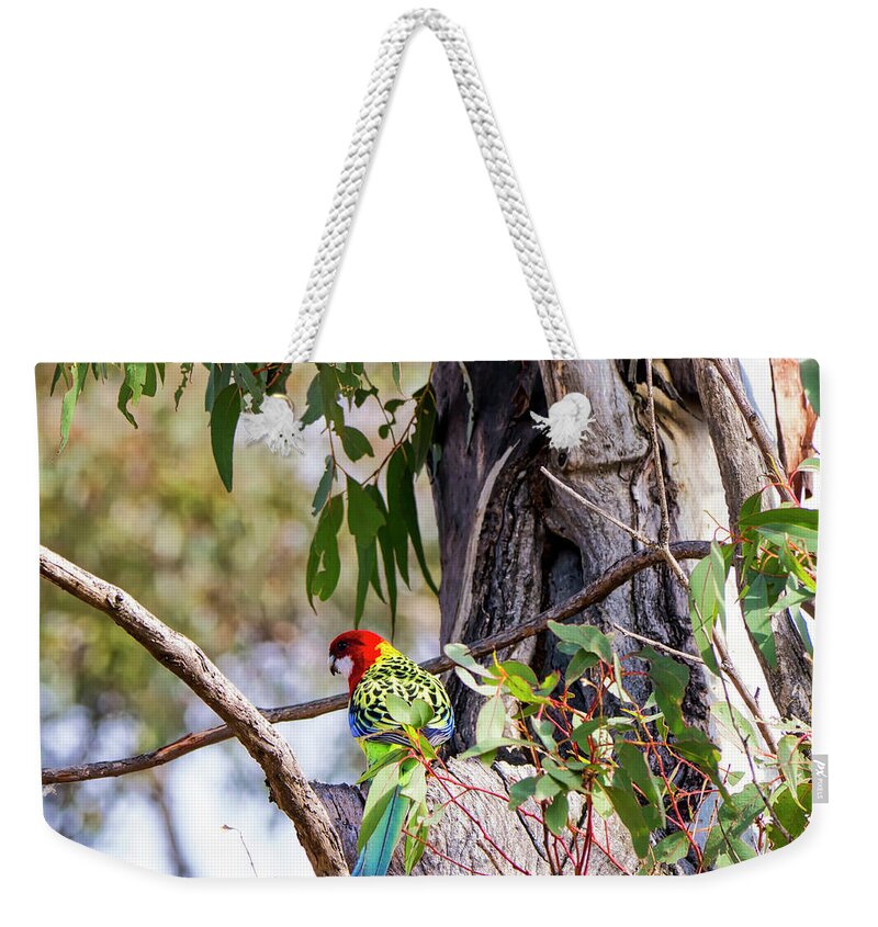 Bird Weekender Tote Bag featuring the photograph Eastern Rosella - Canberra - Australia by Steven Ralser