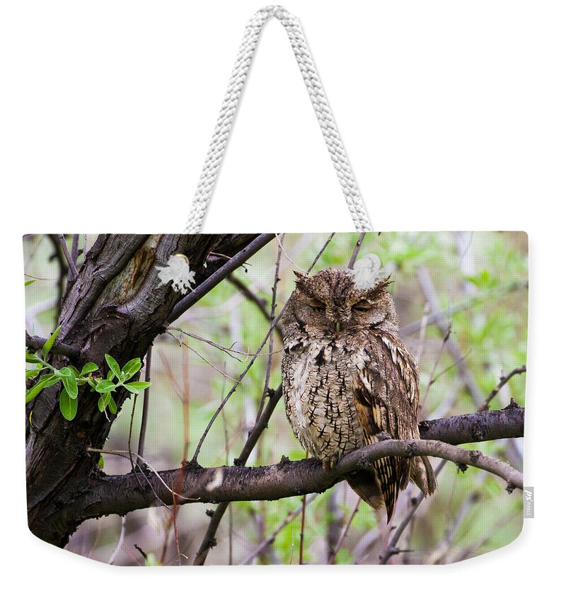 Eastern Screech Owl Weekender Tote Bag featuring the photograph Eastern Screech Owl #3 by Mindy Musick King