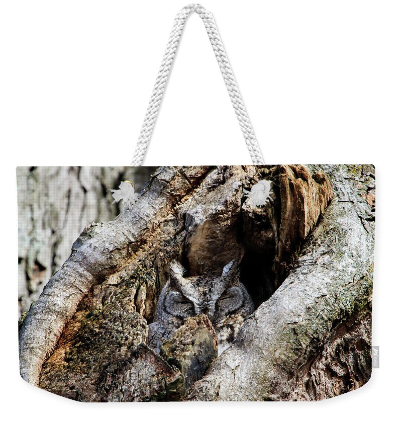 Gary Hall Weekender Tote Bag featuring the photograph Eastern Screech Owl Gray Morph by Gary Hall