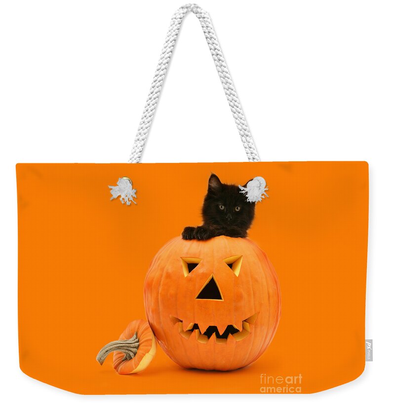 Maine Coon Weekender Tote Bag featuring the photograph Eaten by a Giant Pumpkin by Warren Photographic