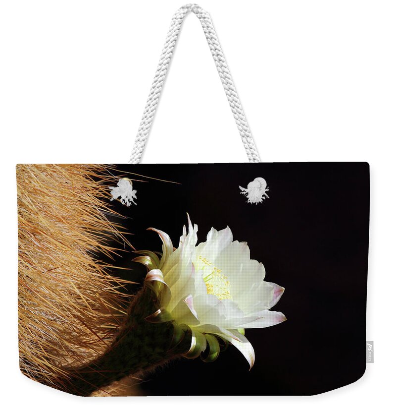 Cactus In Flower Weekender Tote Bag featuring the photograph Echinopsis atacamensis Cactus Flower by James Brunker