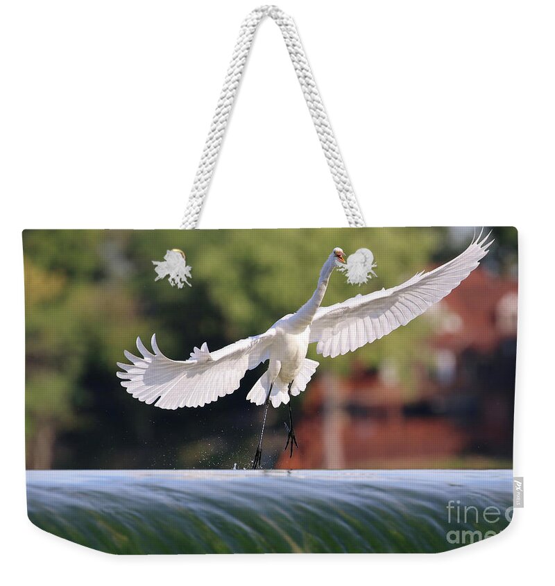 Egrets Weekender Tote Bag featuring the photograph Egret 3656 by Jack Schultz
