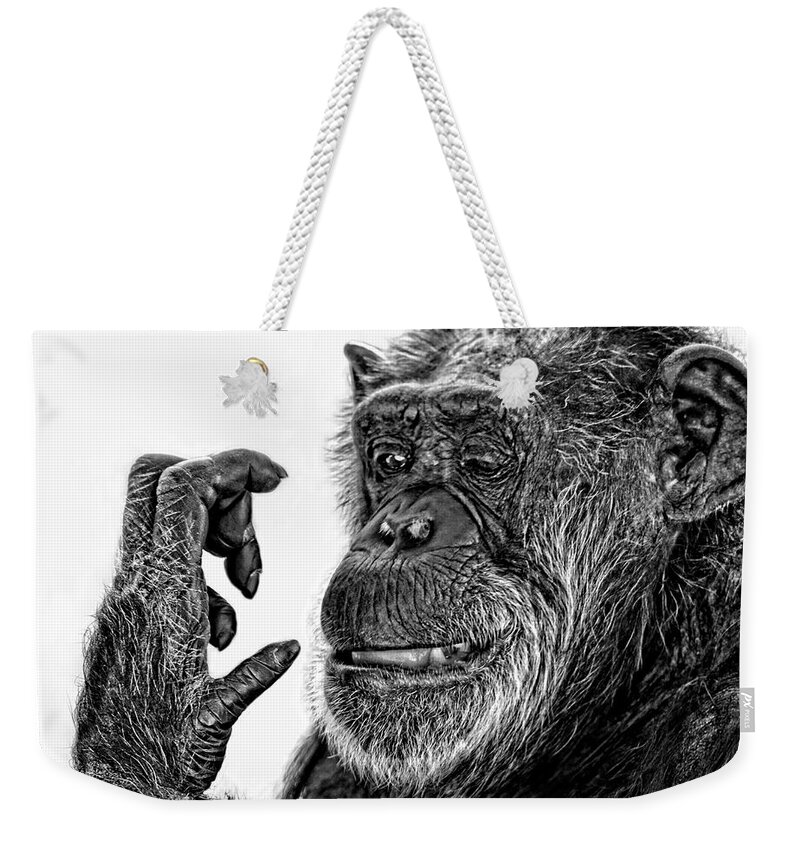 Elderly Chimp Weekender Tote Bag featuring the photograph Elderly Chimp Studying Her Hand III by Jim Fitzpatrick