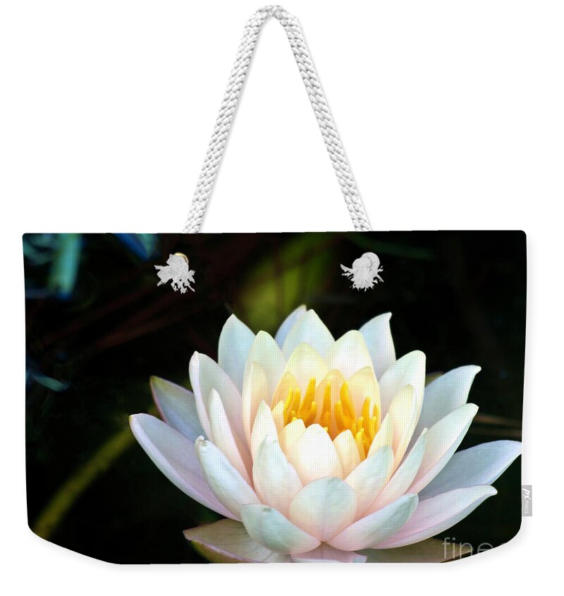 Fine Art Photo Weekender Tote Bag featuring the photograph Elegant White Water Lily by Ken Frischkorn
