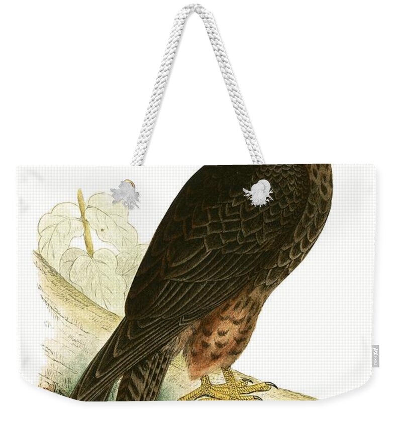 Ornithology Weekender Tote Bag featuring the painting Eleonora Falcon by English School