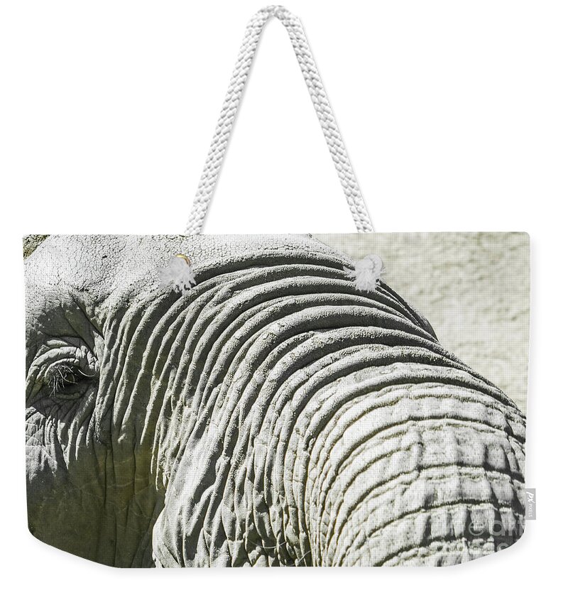 Elephant Weekender Tote Bag featuring the photograph Elephant Portrait Close Up by Kimberly Blom-Roemer