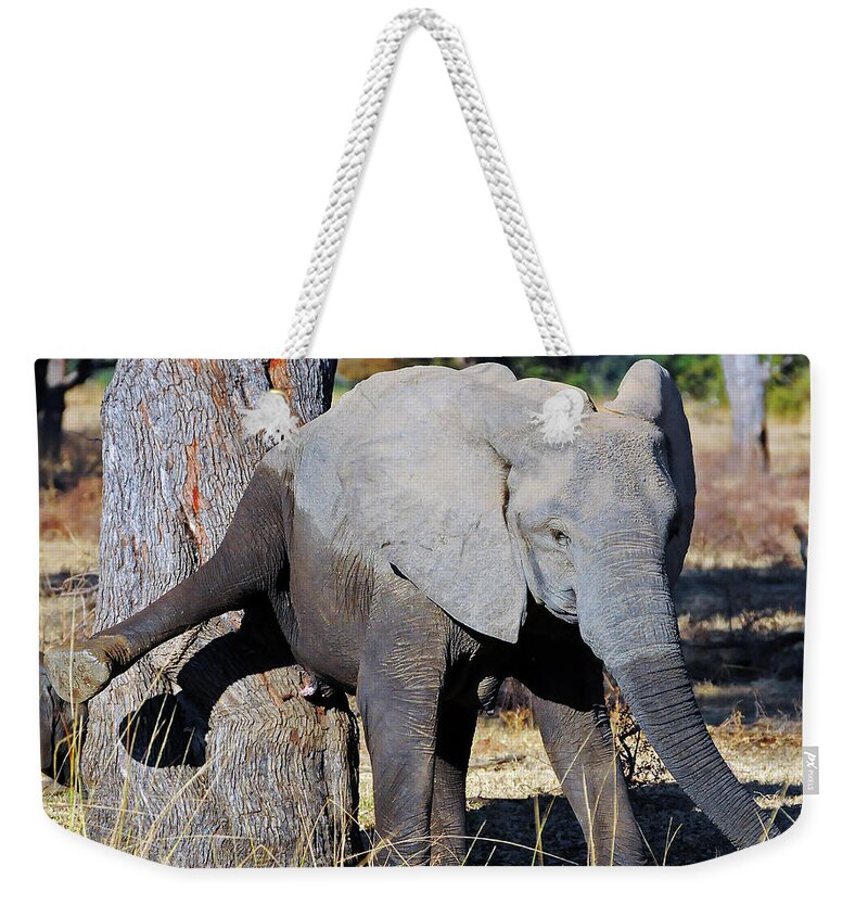 Elephant Weekender Tote Bag featuring the photograph Elephant Scratching Rump by Ted Keller