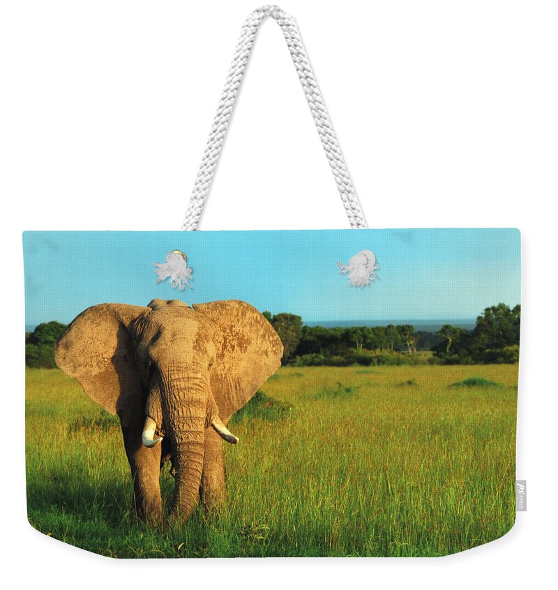 Africa Weekender Tote Bag featuring the photograph Elephant by Sebastian Musial