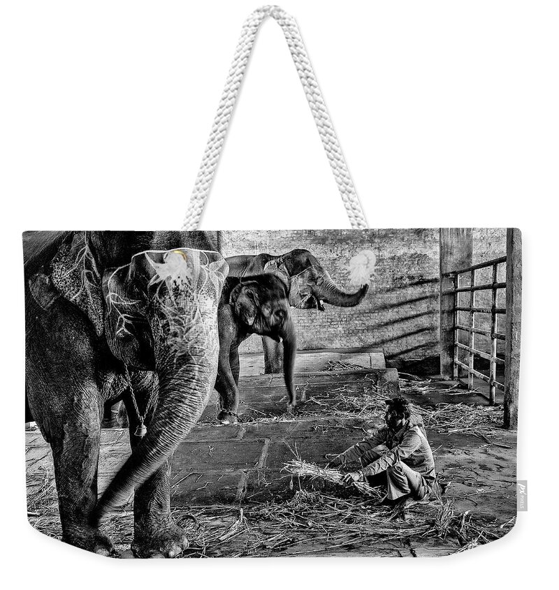 Elephant Weekender Tote Bag featuring the photograph Elephant Training by M G Whittingham