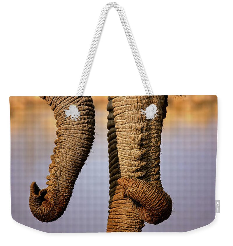 Wild Weekender Tote Bag featuring the photograph Elephant trunks interacting close-up by Johan Swanepoel