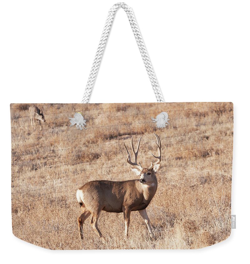 Elk Weekender Tote Bag featuring the photograph Deer #1 by Catherine Lau